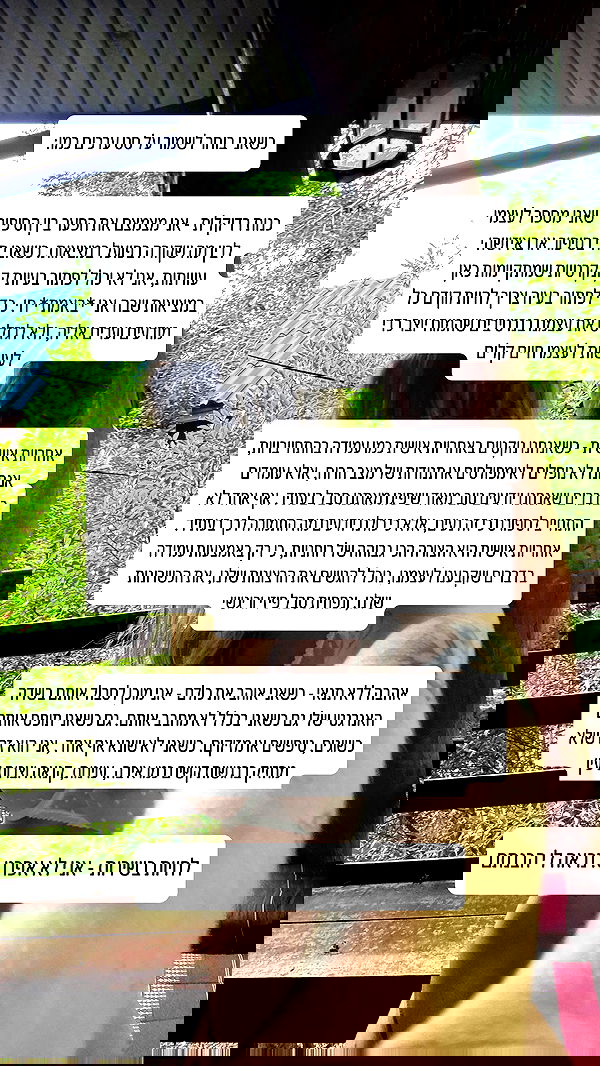 iambohema.v2 iambohema.v2 archive image