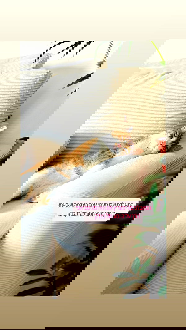 iambohema.v2 iambohema.v2 archive image