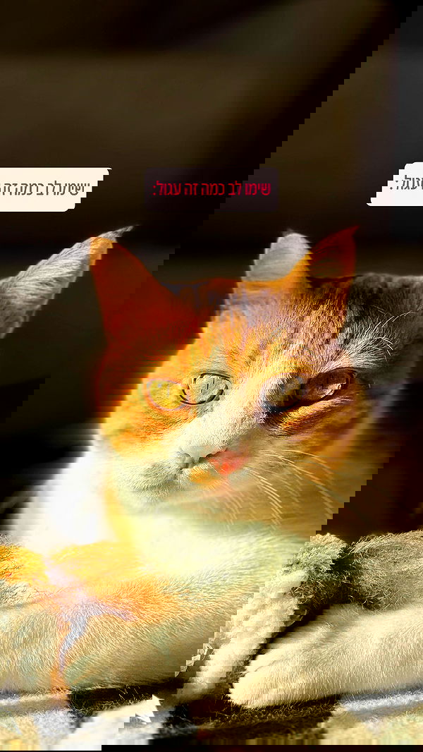 iambohema.v2 iambohema.v2 archive image