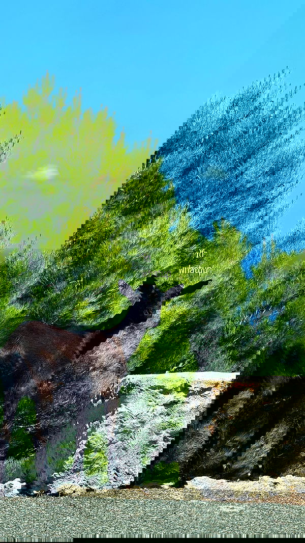 iambohema.v2 iambohema.v2 archive image