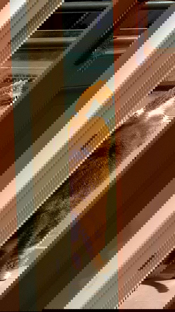 iambohema.v2 iambohema.v2 archive image