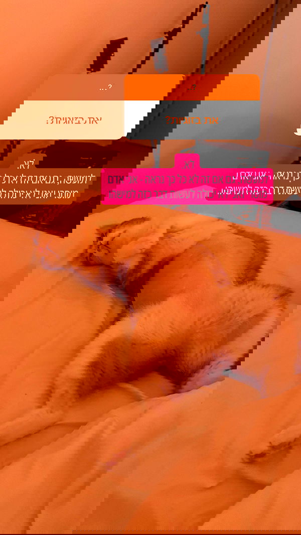 iambohema.v2 iambohema.v2 archive image