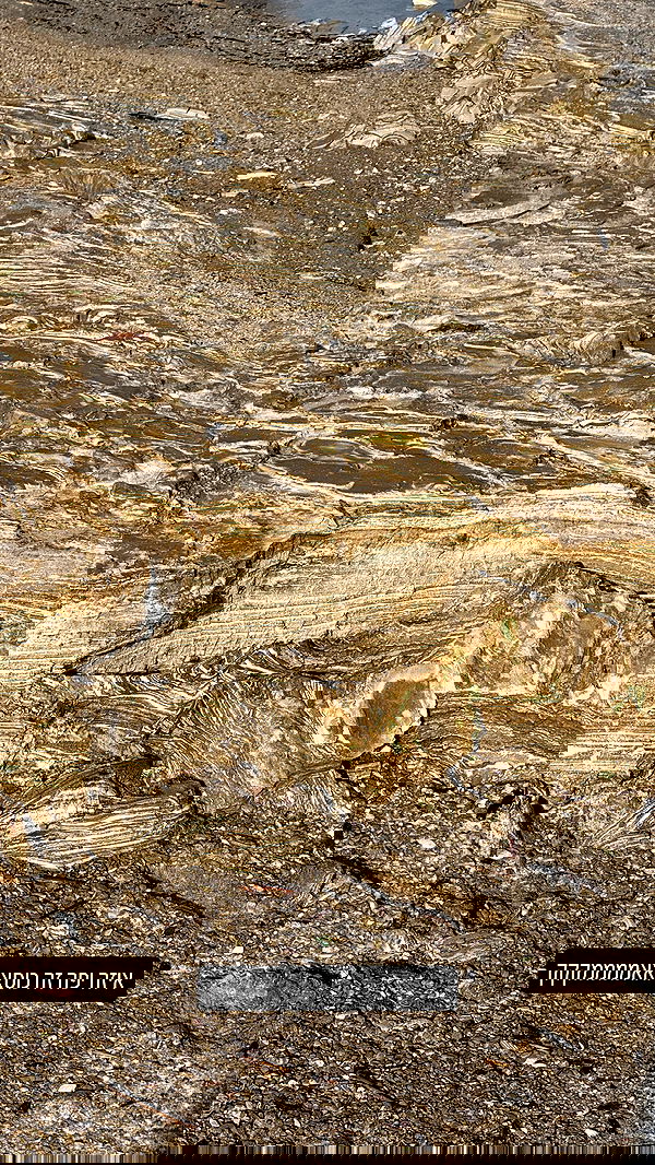 iambohema.v2 iambohema.v2 archive image