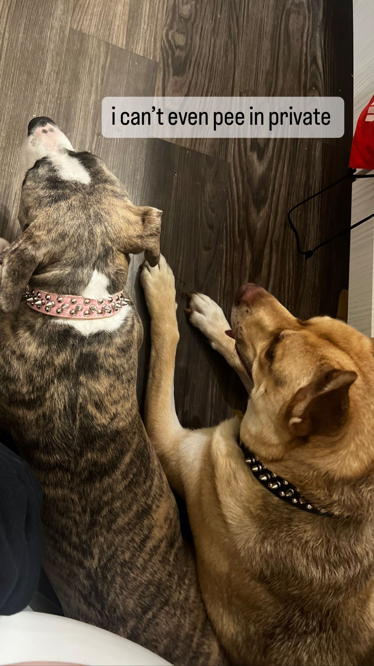 iamm3dusa instagram image archive image