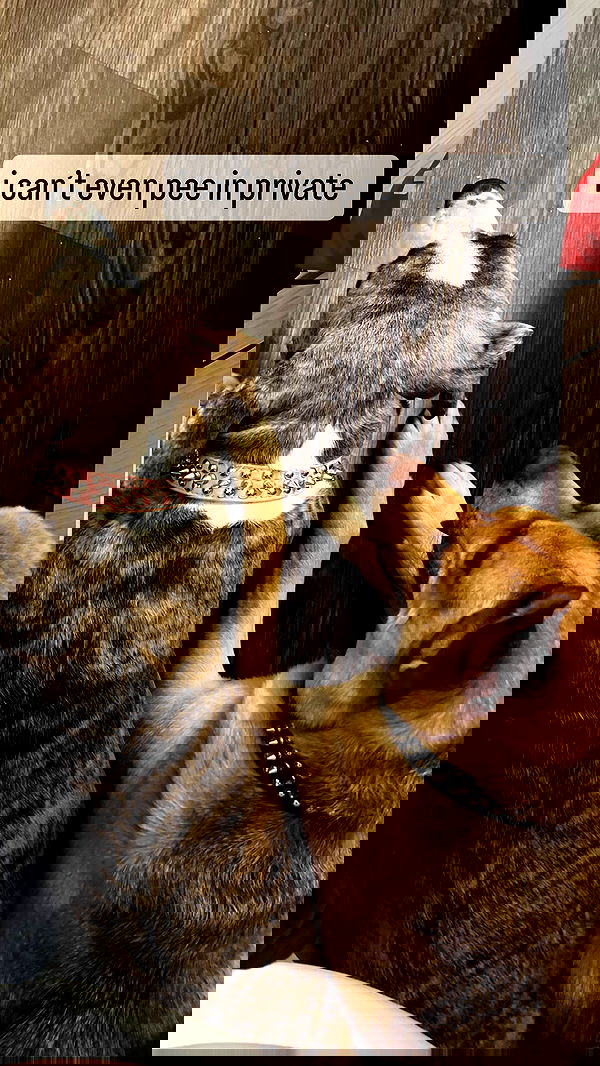 iamm3dusa image ~ Altpins