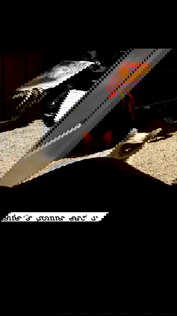 iamm3dusa image ~ Altpins