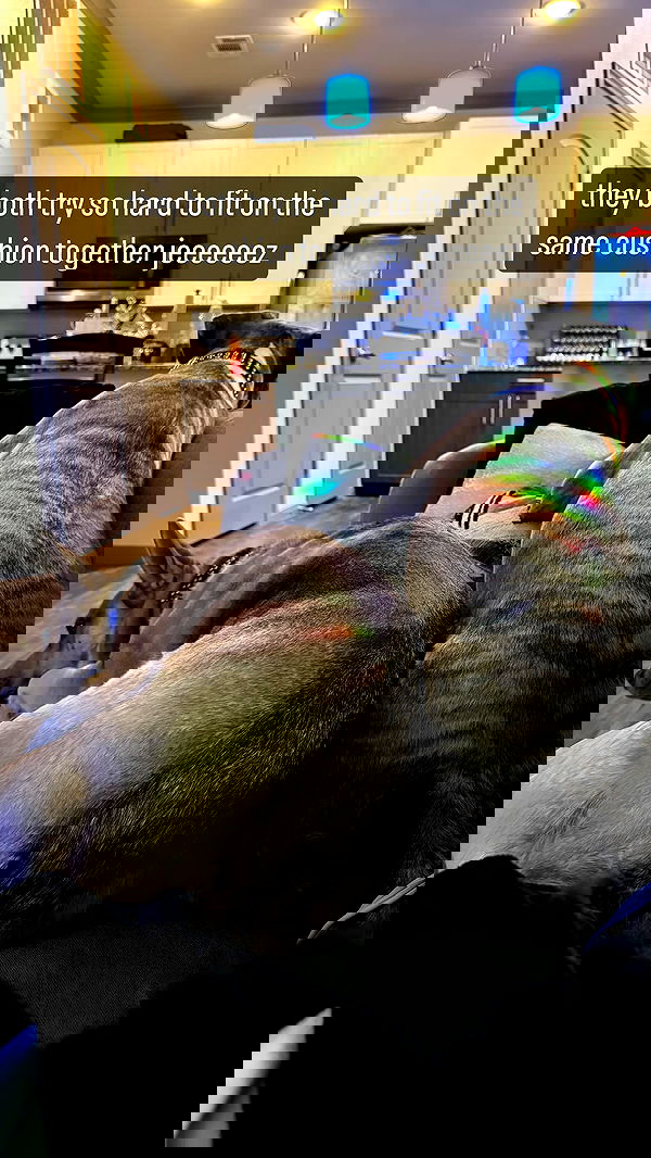 iamm3dusa image ~ Altpins