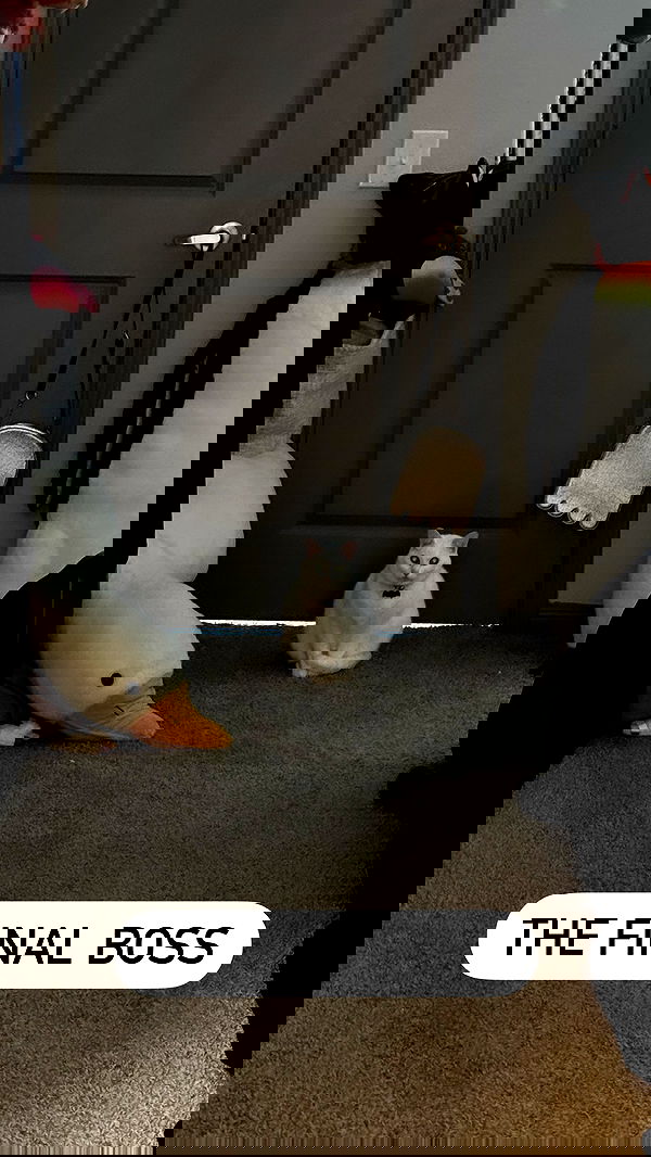 iamm3dusa image ~ Altpins