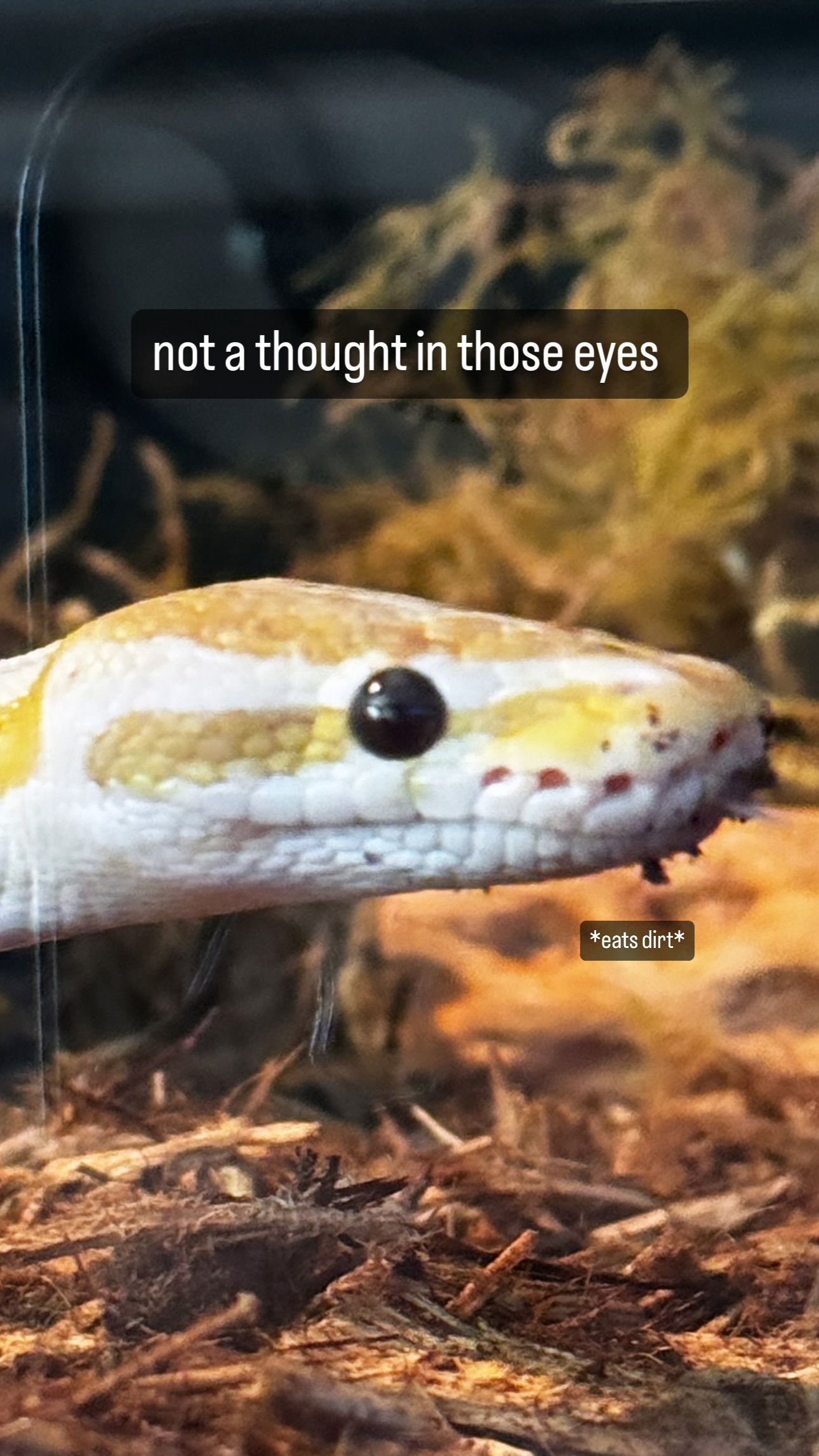 iamm3dusa instagram image archive image