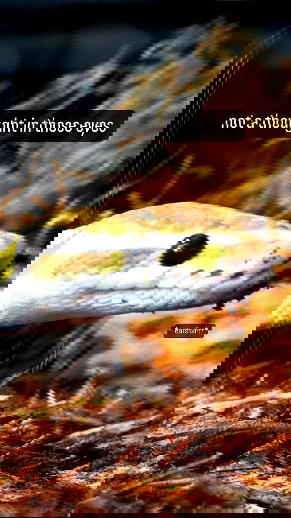 iamm3dusa image ~ Altpins