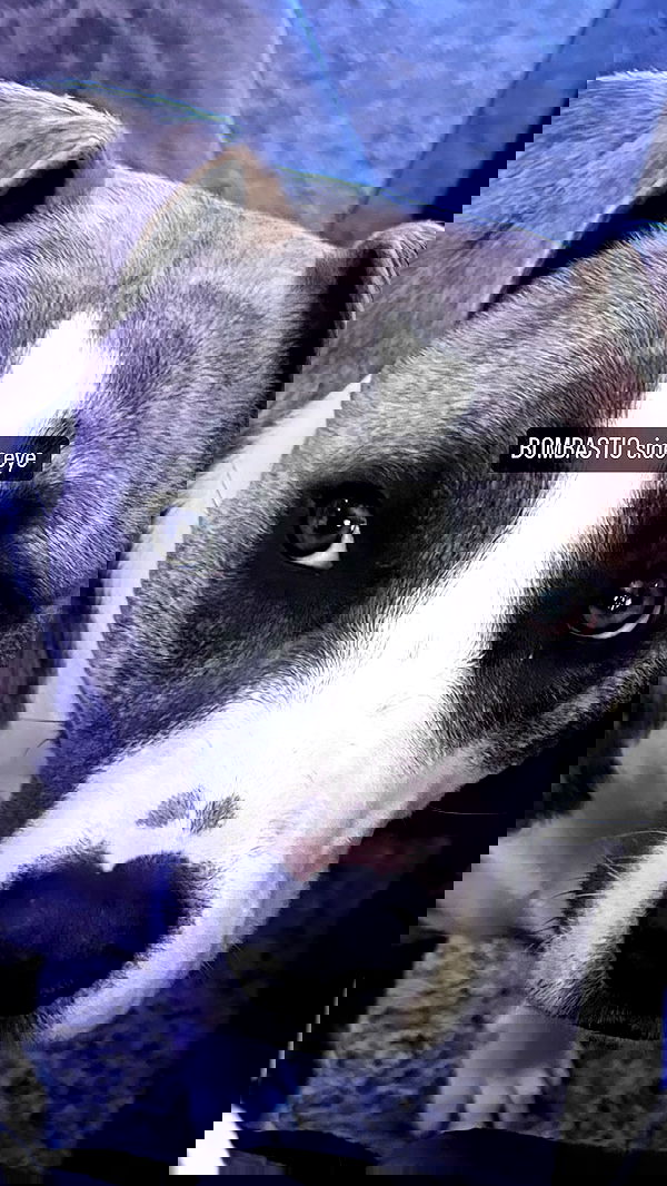 iamm3dusa image ~ Altpins