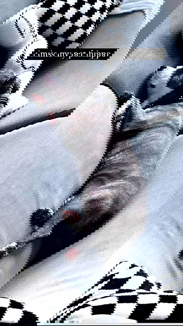 iamm3dusa image ~ Altpins