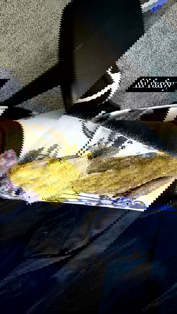 iamm3dusa image ~ Altpins