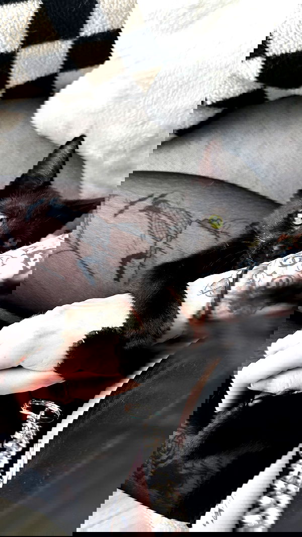 iamm3dusa image ~ Altpins