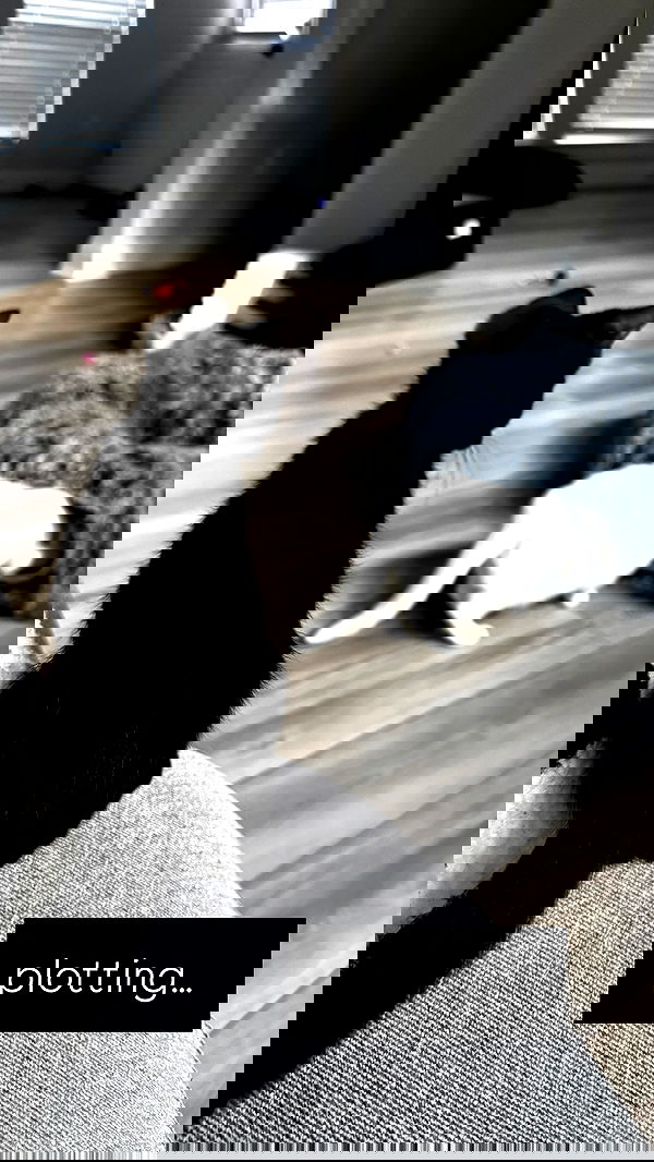 iamm3dusa image ~ Altpins