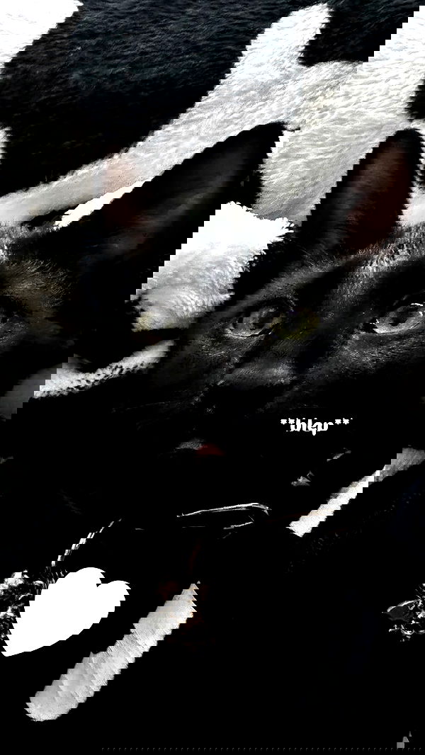 iamm3dusa image ~ Altpins