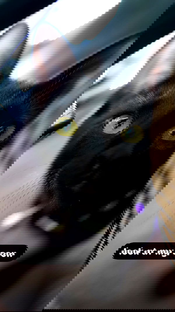 iamm3dusa image ~ Altpins