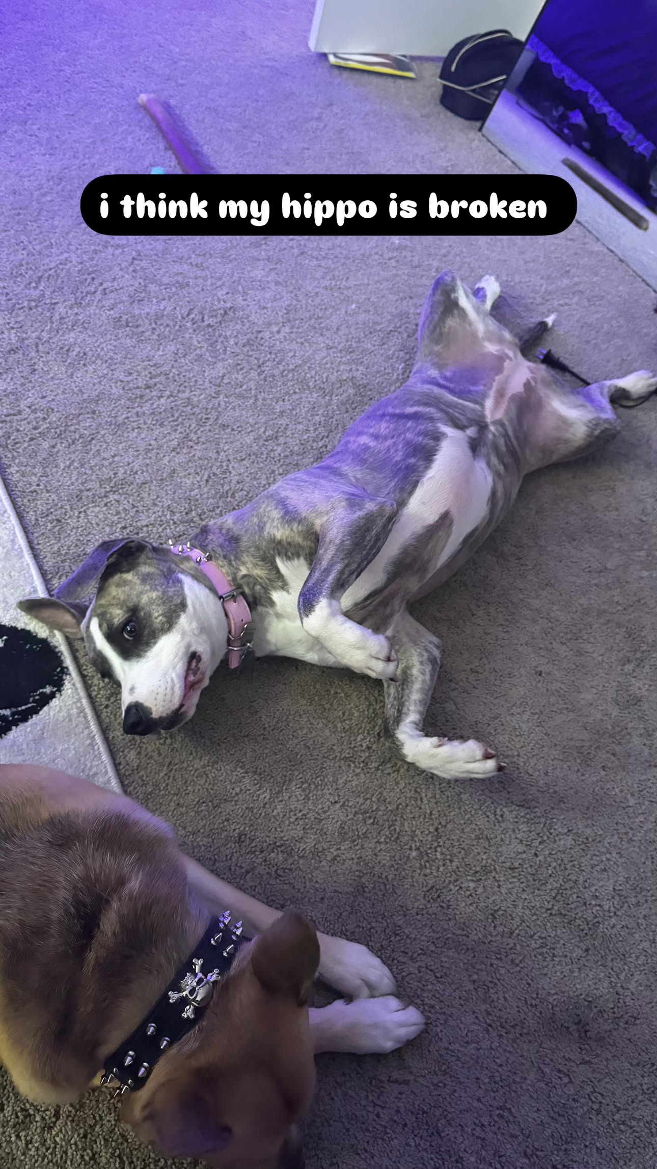 iamm3dusa instagram image archive image