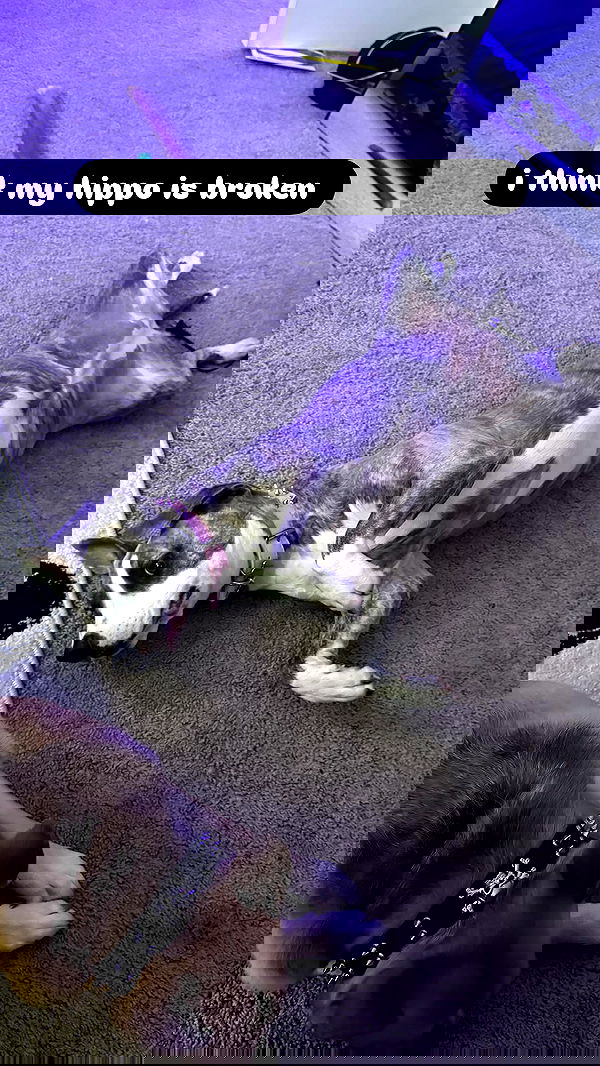 iamm3dusa image ~ Altpins