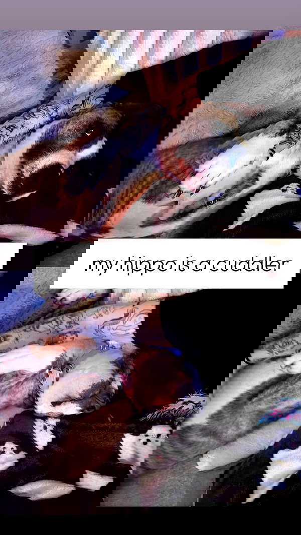 iamm3dusa image ~ Altpins