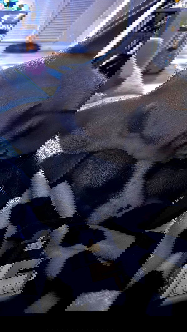 iamm3dusa image ~ Altpins