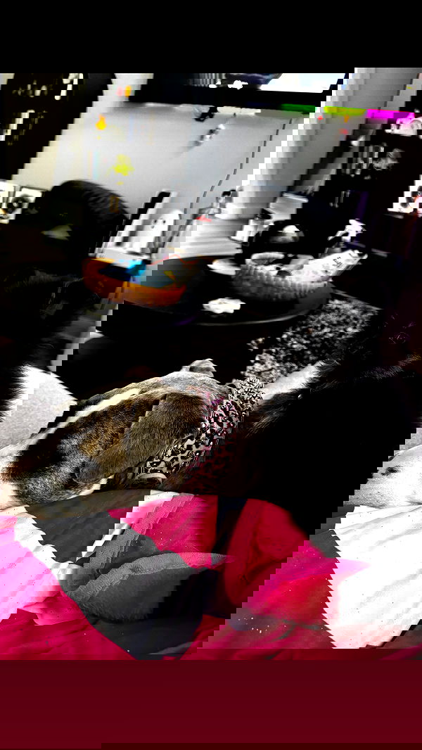 iamm3dusa image ~ Altpins