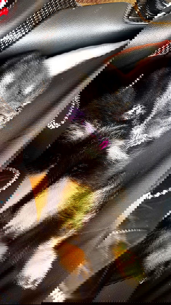 iamm3dusa image ~ Altpins