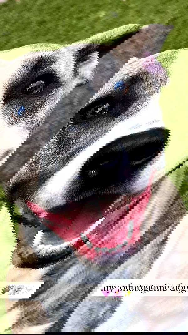 iamm3dusa image ~ Altpins