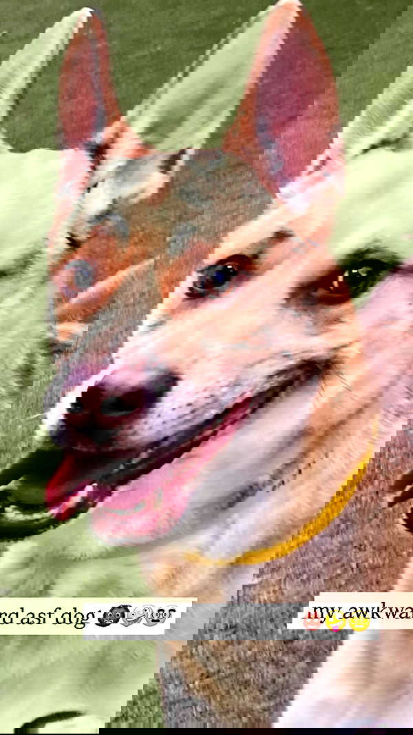 iamm3dusa image ~ Altpins