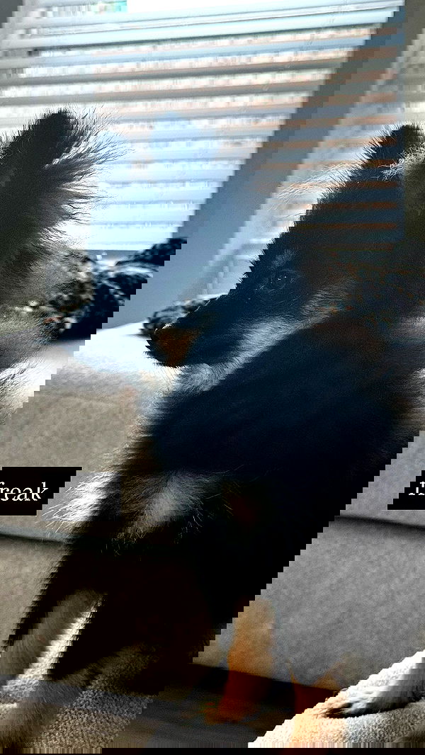 iamm3dusa image ~ Altpins