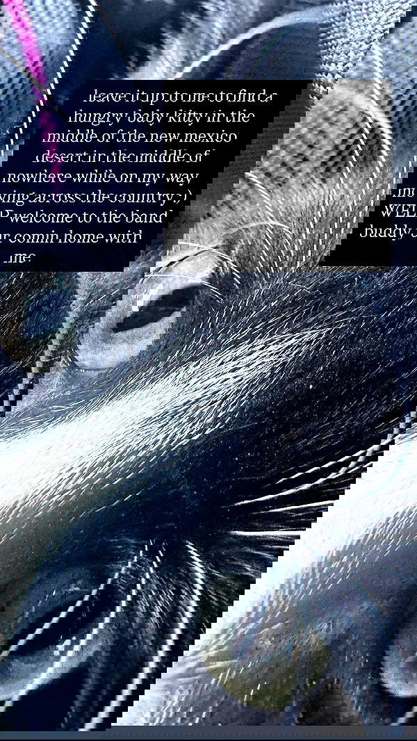 iamm3dusa image ~ Altpins