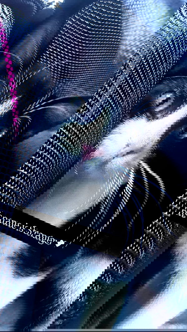 iamm3dusa image ~ Altpins