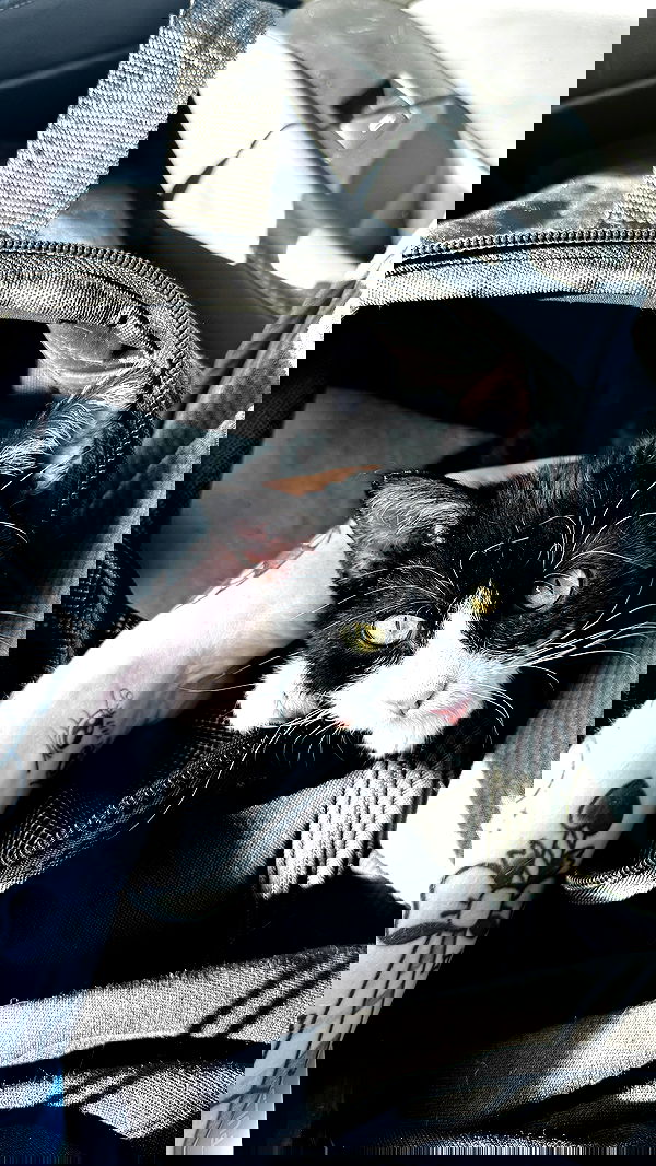 iamm3dusa image ~ Altpins