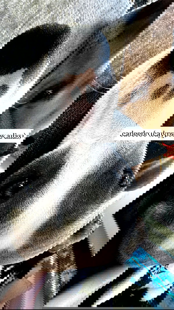 iamm3dusa image ~ Altpins