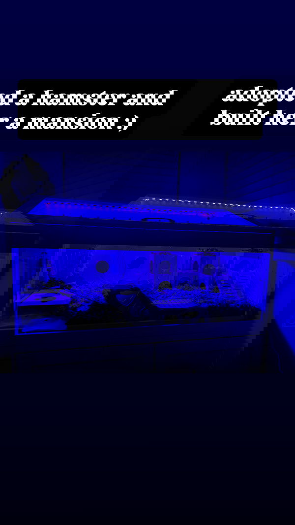 iamm3dusa image ~ Altpins