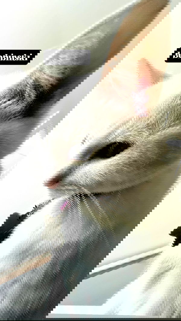 iamm3dusa image ~ Altpins