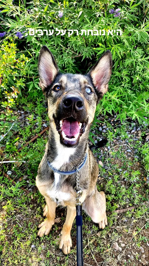 ida.trbl ida.trbl archive image