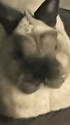 ifkissescouldleavecuts Altpins Profile Picture