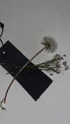 ifkissescouldleavecuts Altpins Profile Picture