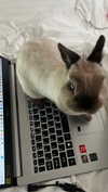 ifkissescouldleavecuts Altpins Profile Picture