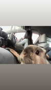 ifkissescouldleavecuts Altpins Profile Picture