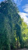 ifkissescouldleavecuts Altpins Profile Picture