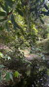 ifkissescouldleavecuts Altpins Profile Picture