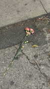 ifkissescouldleavecuts Altpins Profile Picture