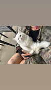 ifkissescouldleavecuts Altpins Profile Picture