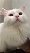 ifkissescouldleavecuts Altpins Profile Picture