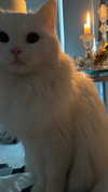 ifkissescouldleavecuts Altpins Profile Picture