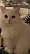 ifkissescouldleavecuts Altpins Profile Picture