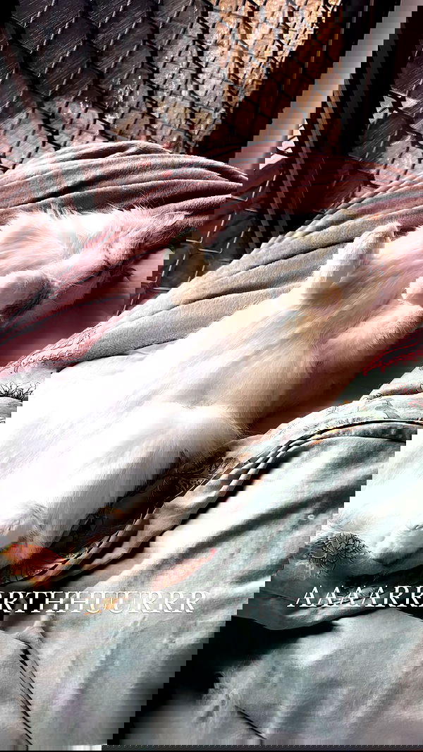 iheartpidge iheartpidge archive image