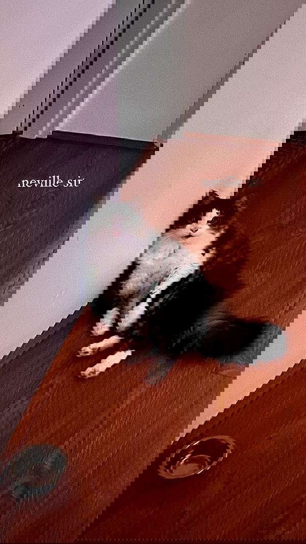 iheartpidge iheartpidge archive image